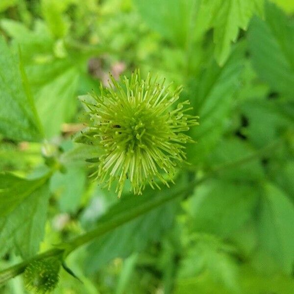 Geum laciniatum Kvet