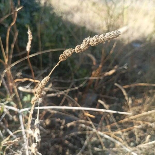 Phalaris aquatica Meyve