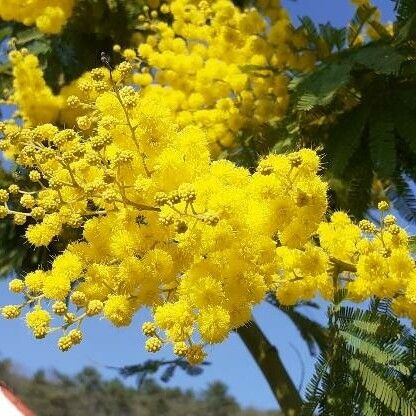 Acacia dealbata Flower