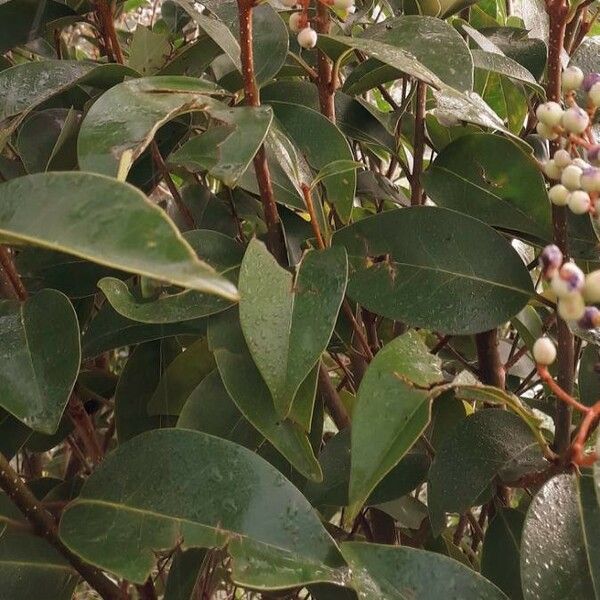 Ligustrum lucidum Yaprak