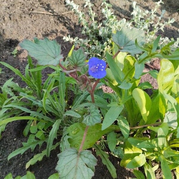 Phacelia campanularia फूल