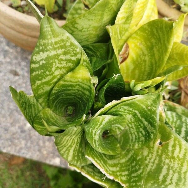 Sansevieria hyacinthoides Blad