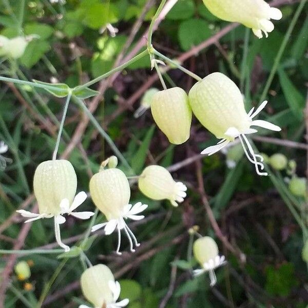 Silene vulgaris Flower