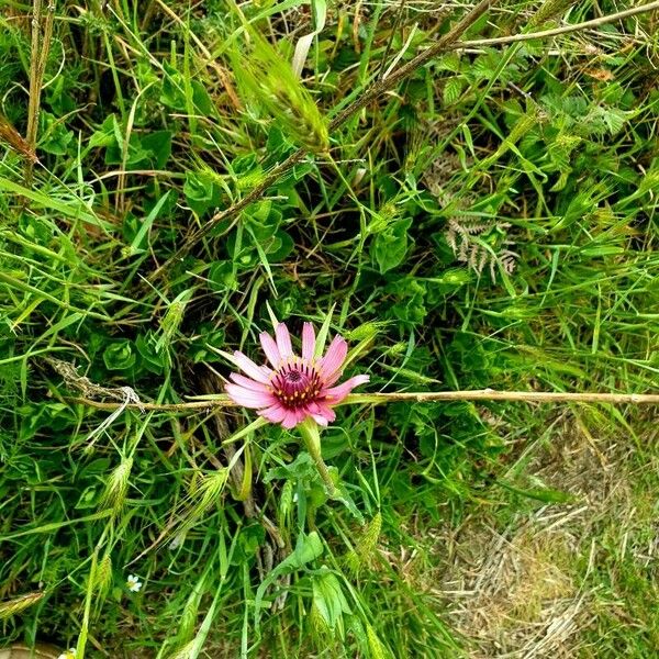 Pseudopodospermum undulatum Fleur