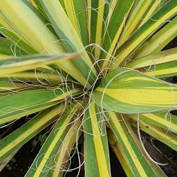 Yucca filamentosa Leaf