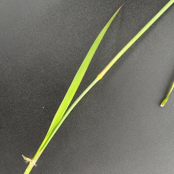 Eragrostis superba Leaf