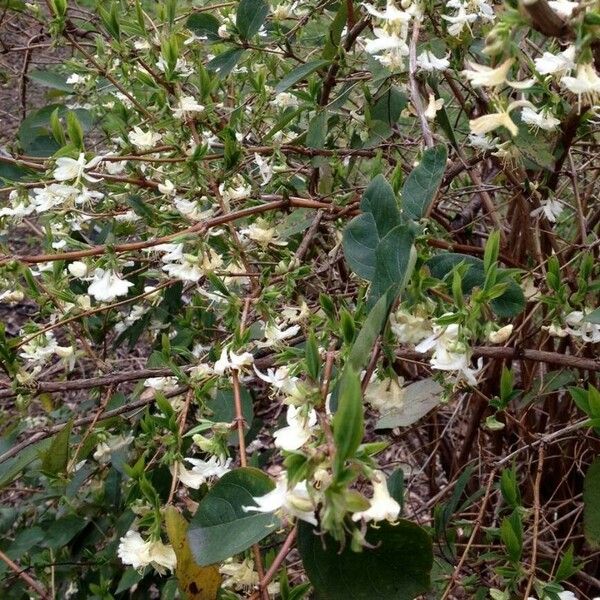 Lonicera fragrantissima Vekstform