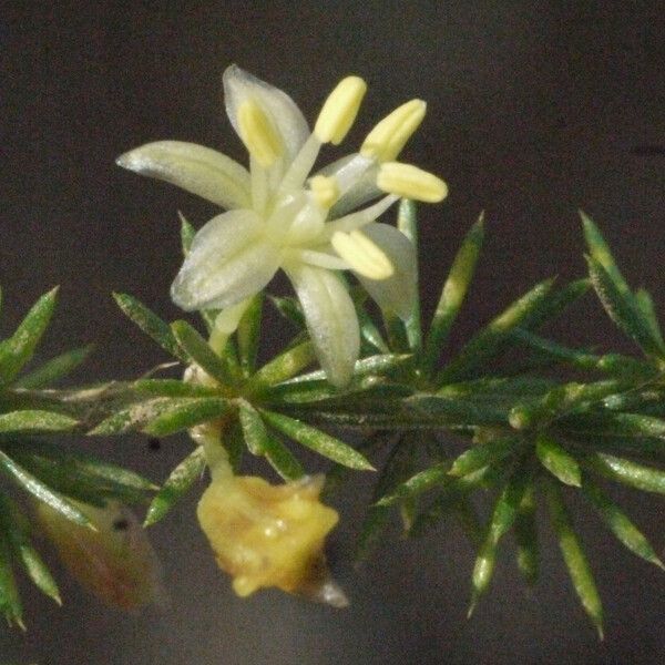 Asparagus acutifolius 花
