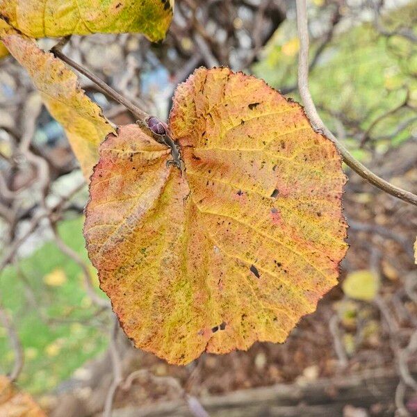 Corylus avellana Blad