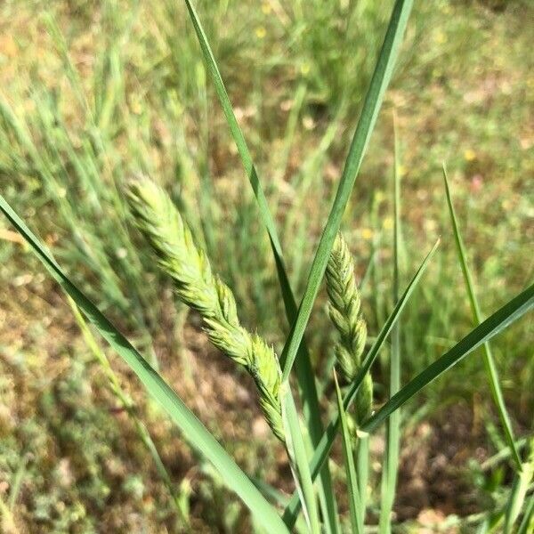 Agropyron cristatum Blomst