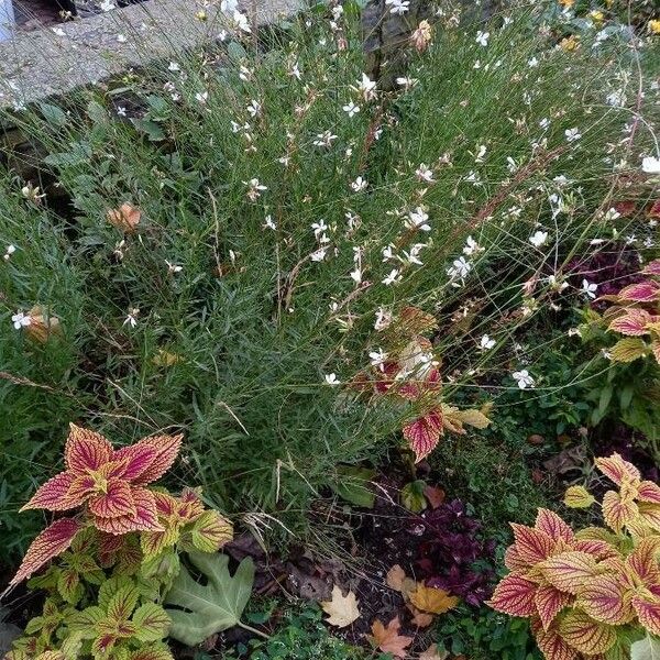 Oenothera lindheimeri Агульны выгляд