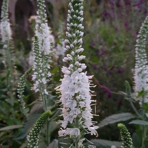 Veronica spicata Kwiat