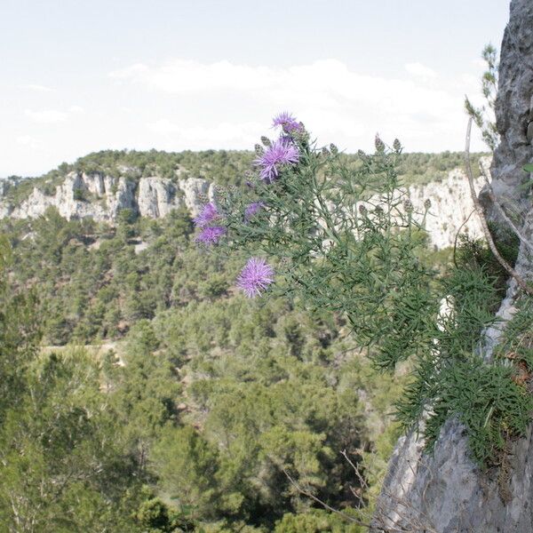 Centaurea corymbosa autre