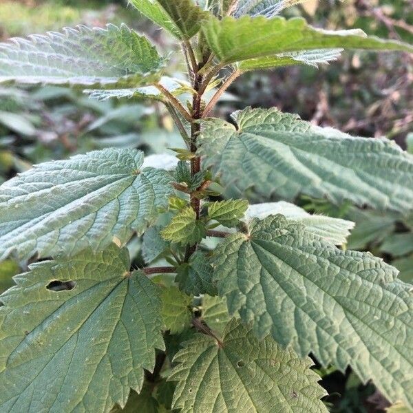 Urtica dioica Leaf