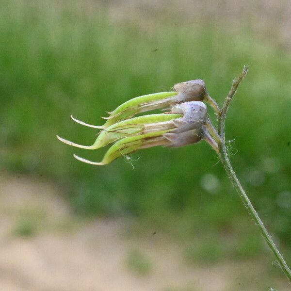 Lathyrus niger Plod