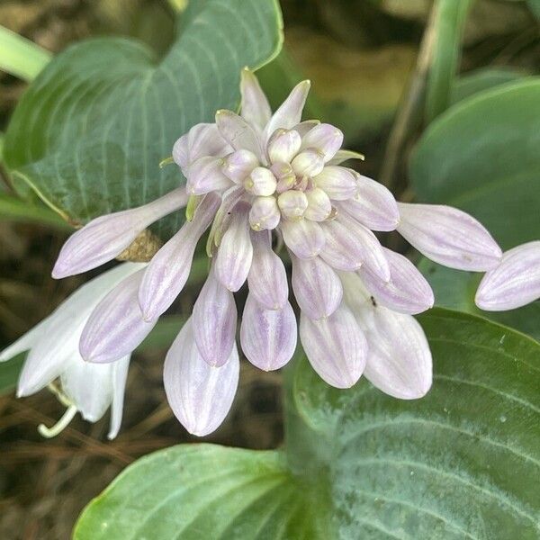 Hosta plantaginea Žiedas