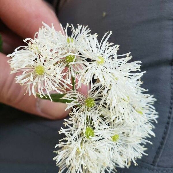 Trautvetteria caroliniensis Flower