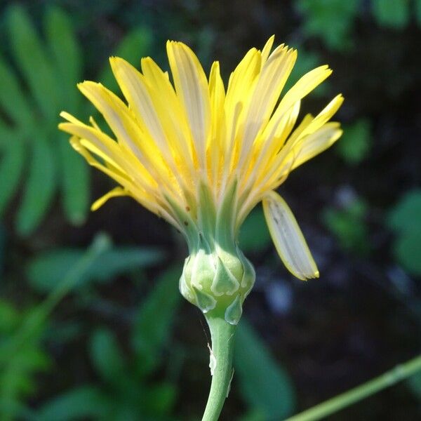 Reichardia picroides Flower