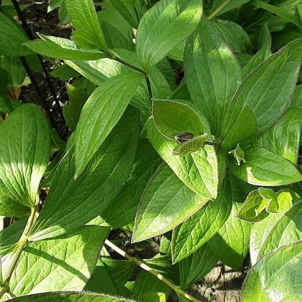 Clematis integrifolia Leaf