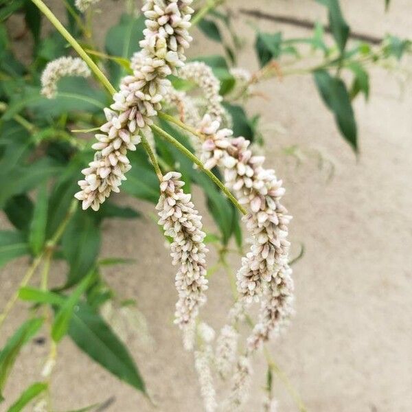 Persicaria lapathifolia Blüte