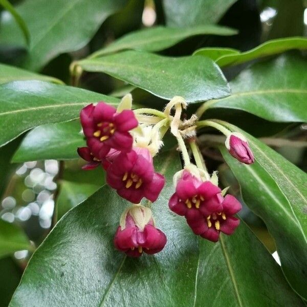 Pittosporum crassifolium Цветок