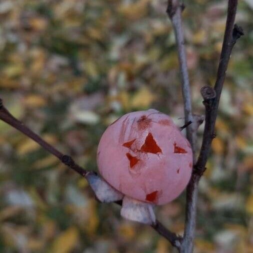 Diospyros virginiana Frucht