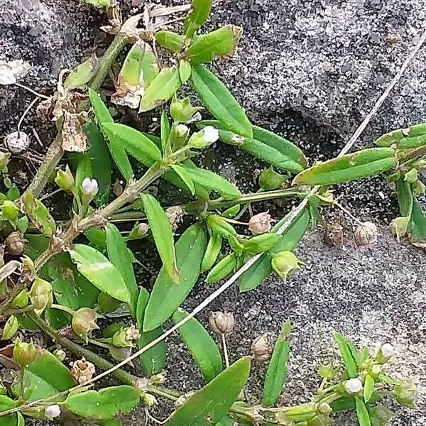 Oldenlandia corymbosa Floro