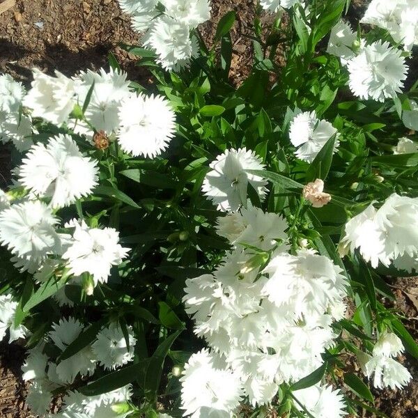 Dianthus plumarius Flor