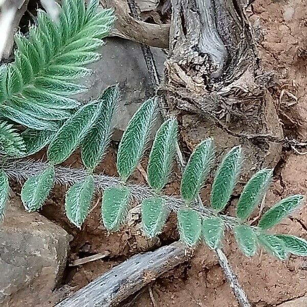 Astragalus sesameus Φύλλο