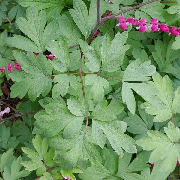 Lamprocapnos spectabilis Fuelha