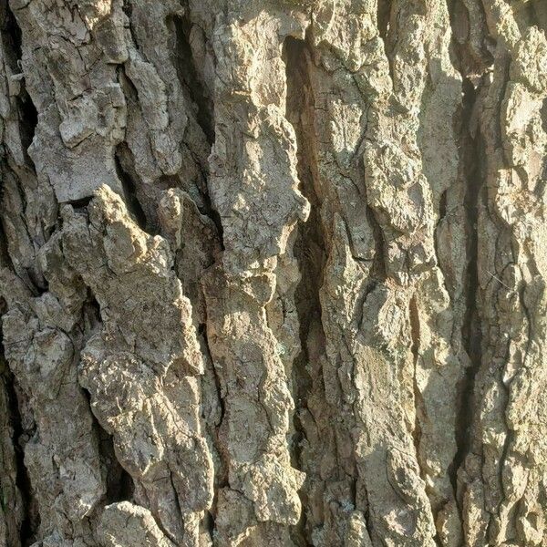 Juglans microcarpa Bark