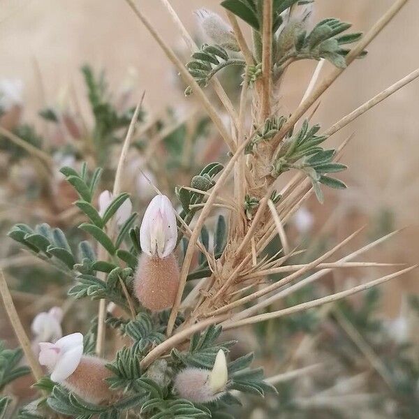 Astragalus armatus 花