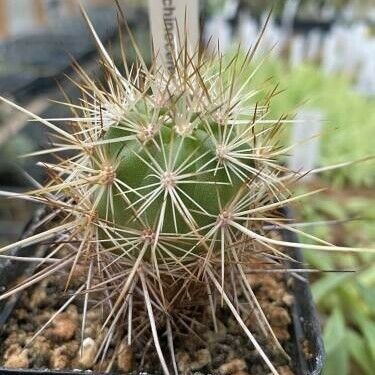 Echinocereus barthelowanus Yaprak