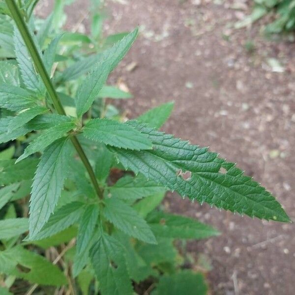 Salvia uliginosa Blad