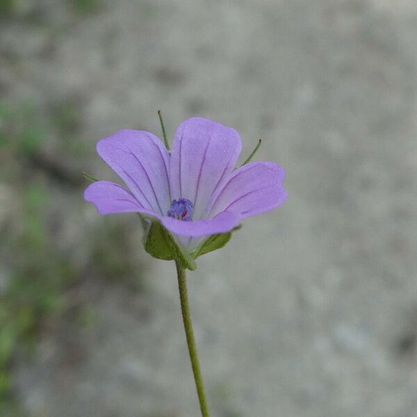 Geranium columbinum Kvet