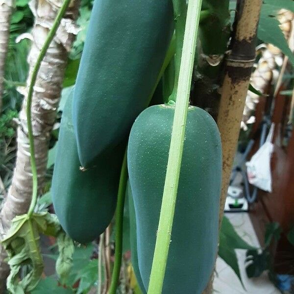 Vasconcellea pubescens Fruit