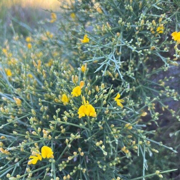 Genista acanthoclada Blomma