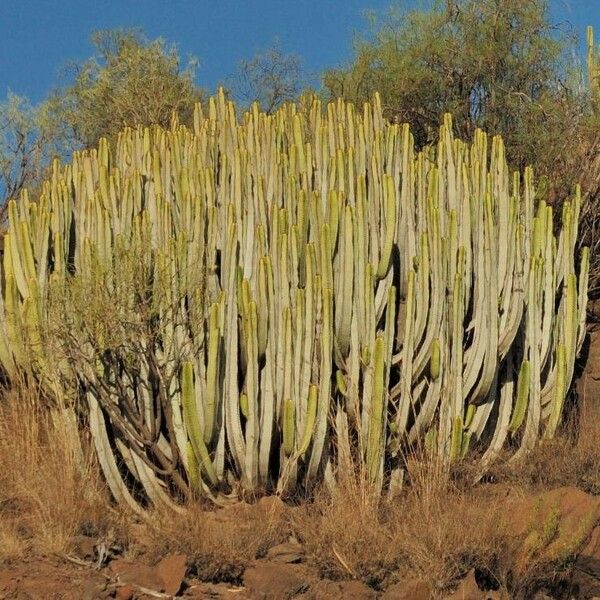 Euphorbia canariensis Blatt