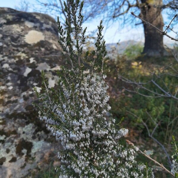 Erica arborea Fiore