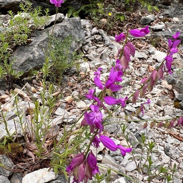 Polygala major Fleur