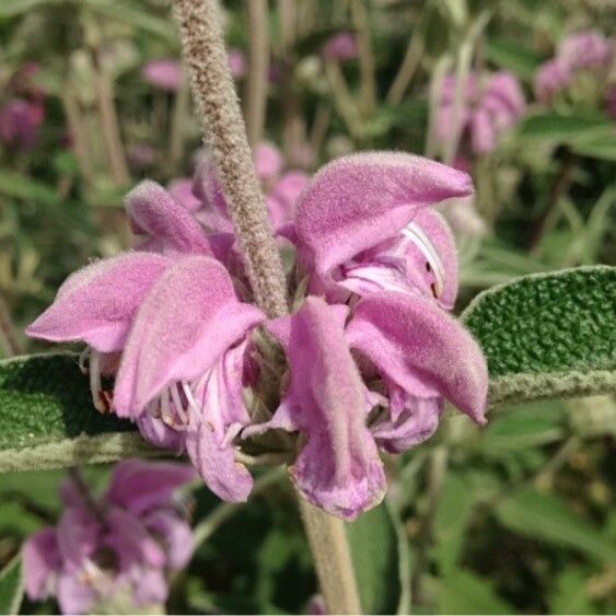 Phlomis purpurea Blüte