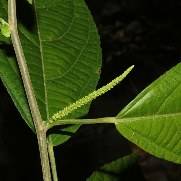 Acalypha diversifolia Frunză