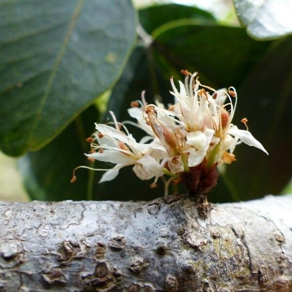 Cynometra ramiflora Συνήθη χαρακτηριστικά