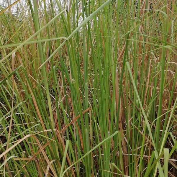 Chrysopogon zizanioides Blad