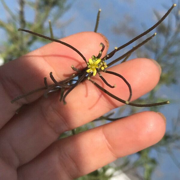 Sisymbrium orientale Kvet