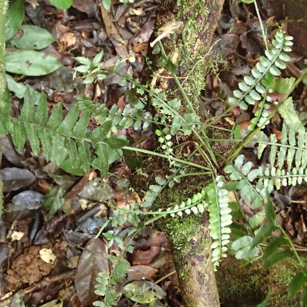 Asplenium barteri Blatt