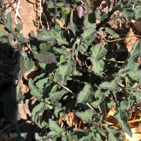 Solanum villosum Levél