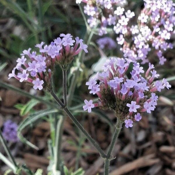 Verbena bonariensis Virág