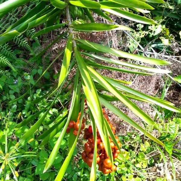 Dracaena mannii Blad