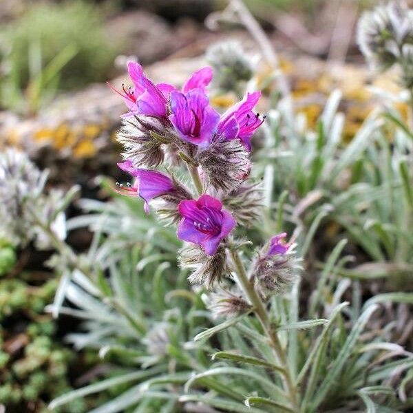 Echium albicans 花